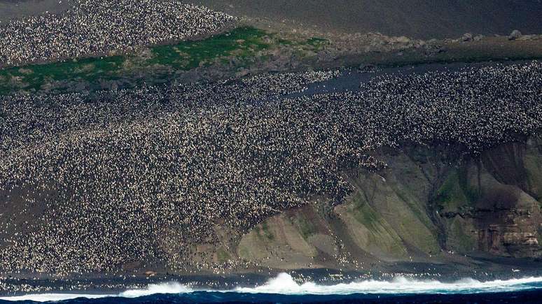 Milhares de pinguins vivem no território