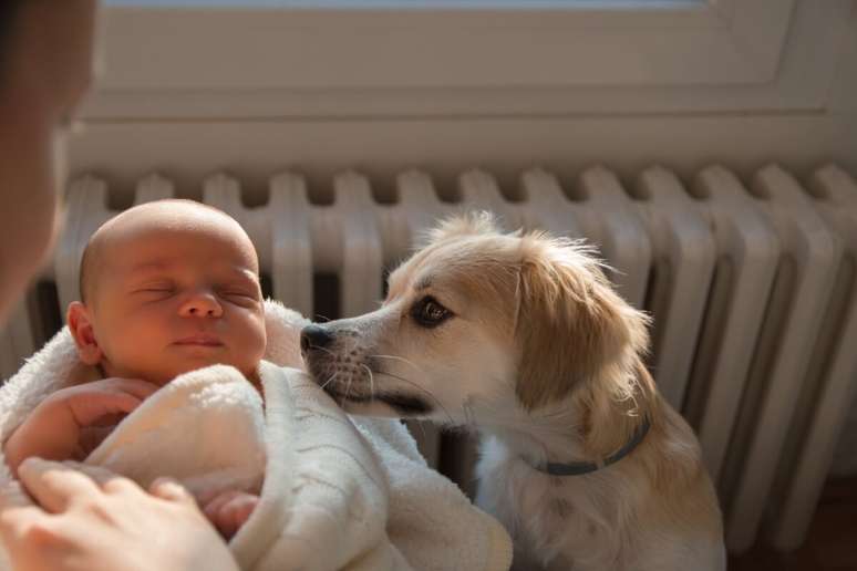 Adaptar o pet à chegada do bebê garante que ele se sinta acolhido durante as mudanças na rotina