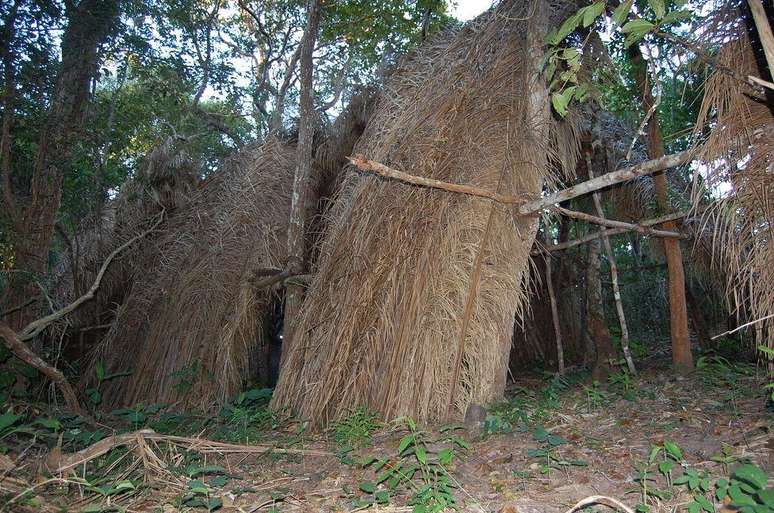 A palmeira de babaçu é nativa da Floresta Amazônica