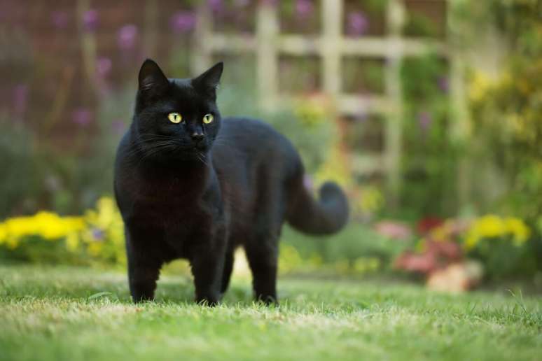Jiji é um ótimo nome para gatos observadores e desconfiados 