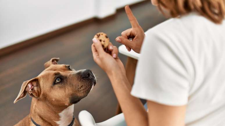 O reforço positivo auxilia no adestramento de cães