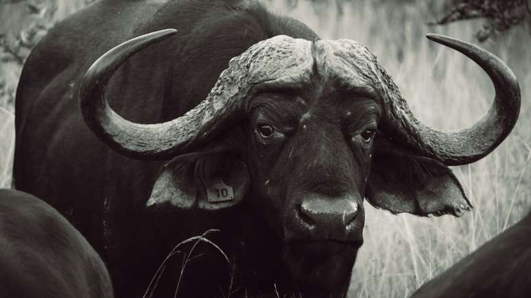Homem morre após ser brutalmente atacado por boi no interior de São Paulo