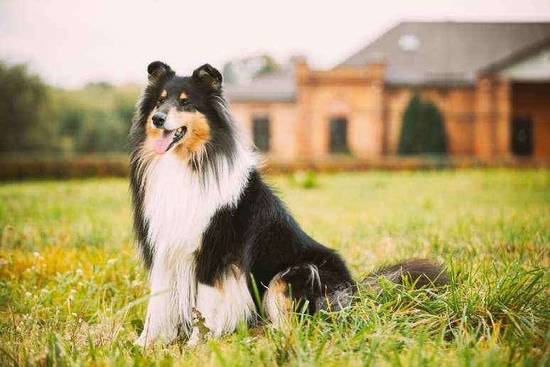 O collie &eacute; conhecido por sua gentileza e comportamento equilibrado 