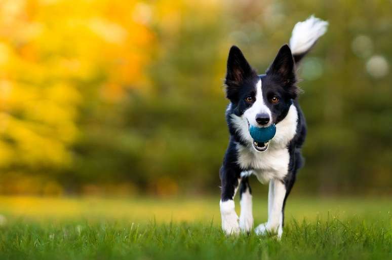border collie com bolinha na boca