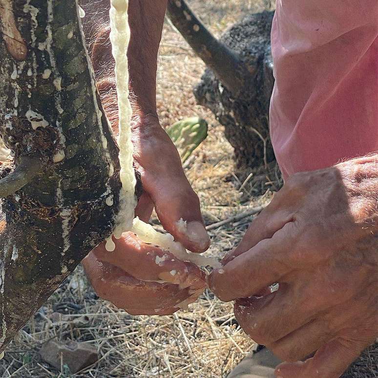 O man&aacute; &eacute; uma resina branca rica em minerais, colhida das &aacute;rvores h&aacute; mais de 1 mil anos.