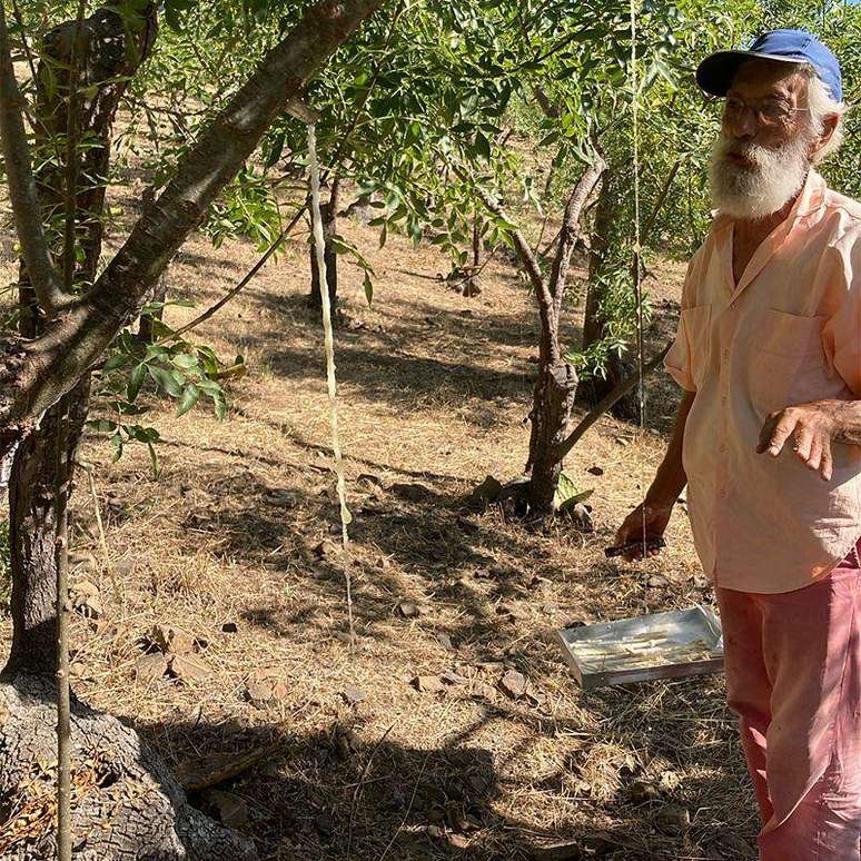 Gelardi desenvolveu uma forma mais eficiente de colher o man&aacute; das &aacute;rvores.