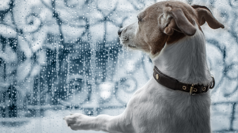 Cachorros com medo de chuva e trovões podem apresentar sintomas como tremores, respiração ofegante e salivação excessiva