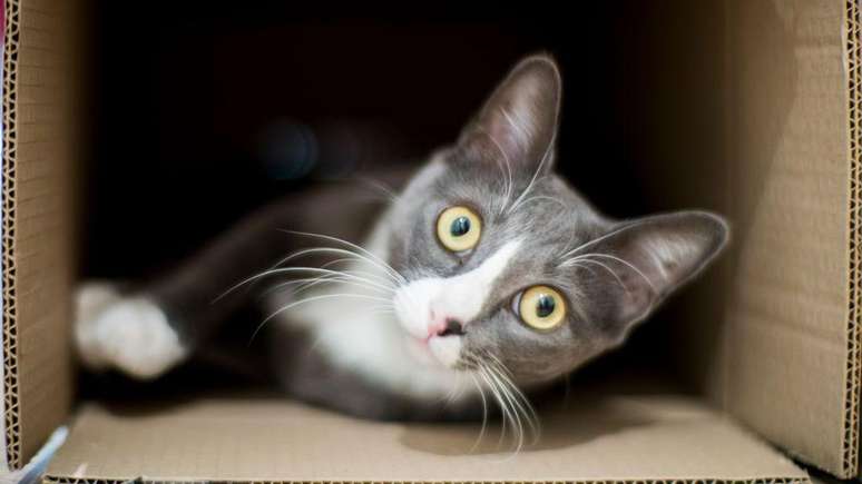 O paradoxo de Erwin Schrödinger foi explicado usando o conceito de um gato dentro de uma caixa
