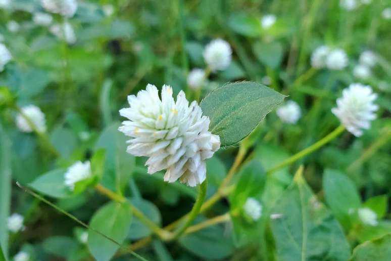 A planta fáfia é amplamente reconhecida por seu valor medicinal