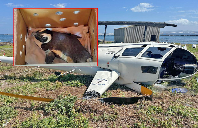 Caixa com pinguim contribuiu para acidente aéreo