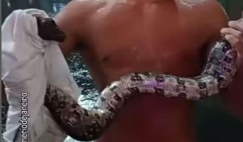 Biólogo identificou serpente como jiboia adulta