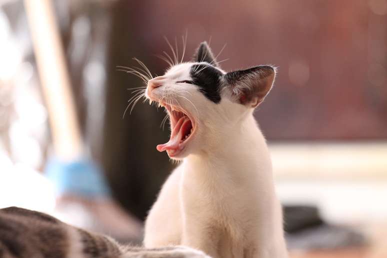 Imagem mostra gato preto e branco, bocejando. 