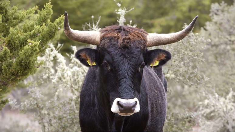 O tauros é uma versão criada do auroque, uma espécie extinta de gado bovino