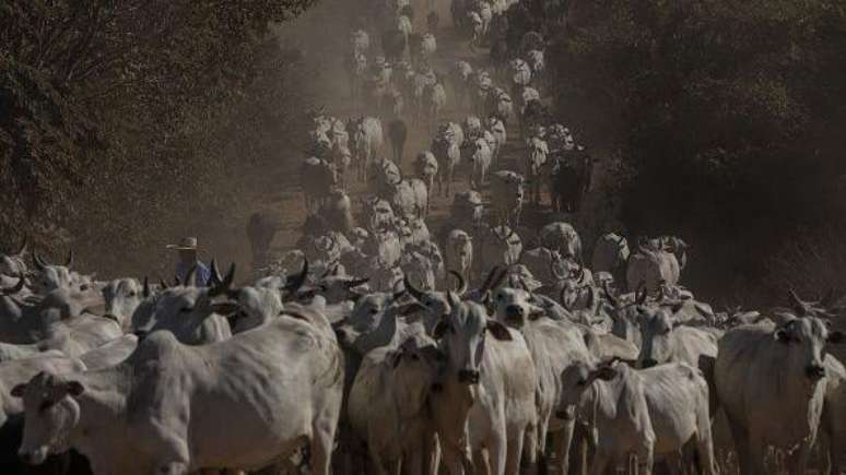 Carne bovina brasileira também deve ter aumento da demanda a partir da guerra tarifária