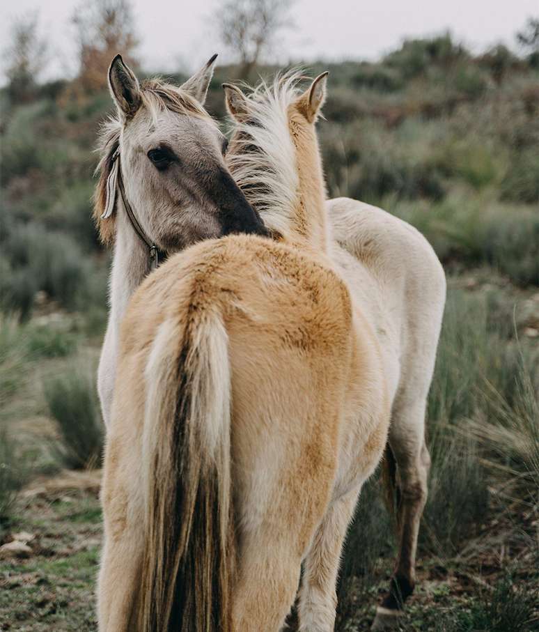 A Rewilding Portugal também libertou duas manadas de 20 cavalos Sorraia, uma raça local ameaçada de extinção, no Vale do Côa, em Portugal