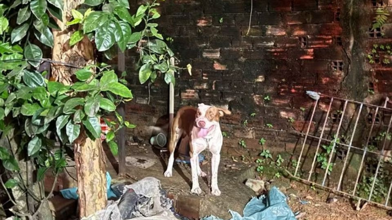 Tragédia! Bebê de 3 meses morre após ser atacado por pitbull