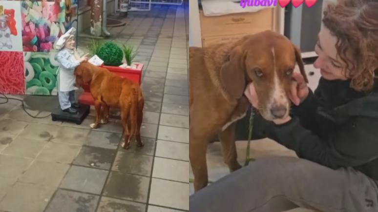 Vesna Vukojevic foi quem gravou o vídeo e garantiu que o animal tivesse um lar; ele já conta com mais de quatro milhões de visualizações