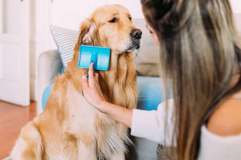 Tutora escovando pelo de cachorro grande, peludo e amarelo