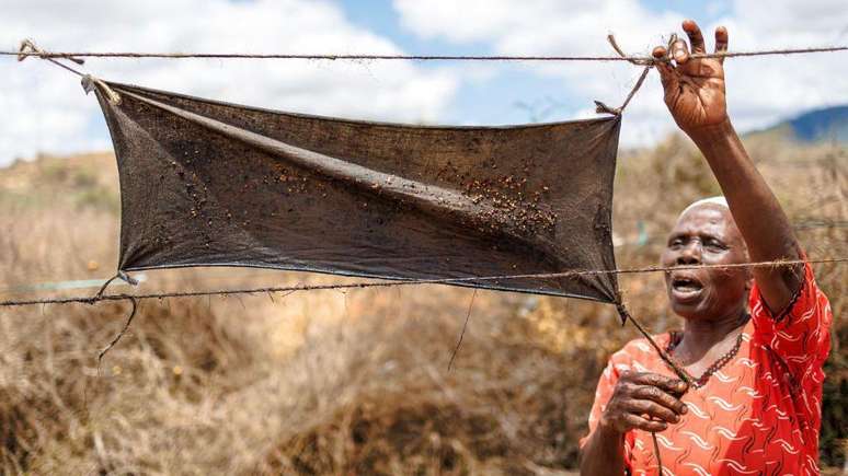 Além das colmeias, alguns agricultores colocam pedaços de pano impregnados com uma mistura de óleo de motor e pimenta na cerca que fica em volta das plantações