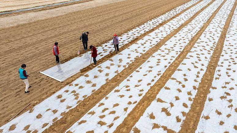 A soja &eacute; uma rica fonte de colina de origem vegetal. Ela cont&eacute;m 120 mg de colina por 100 g de produto