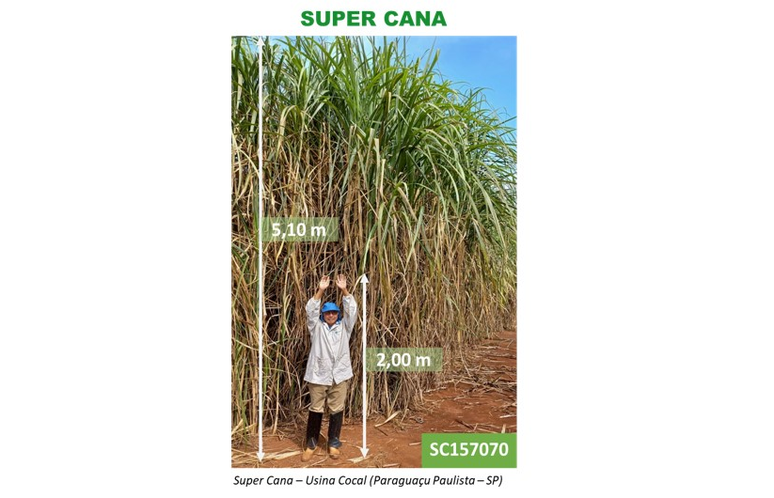 Detalhe da apresentação sobre o projeto: segundo empresário, variedade de cana é muito mais produtiva que a convencional