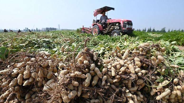O amendoim cont&eacute;m altos n&iacute;veis de colina, com 61-66 mg por 100 g de manteiga de amendoim