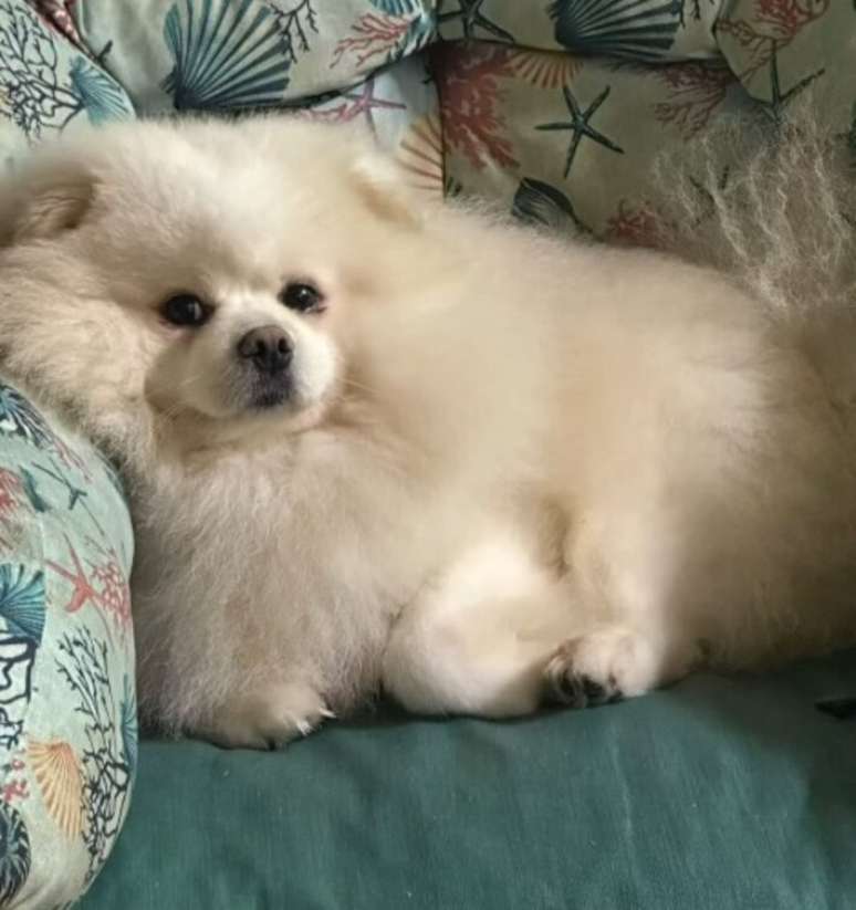 Um cachorro da raça raça Spitz Alemão morreu após ser praticamente “torrado” com uma temperatura de 42,8ºC, após um banho realizado no mês de março, em uma unidade da Cobasi.