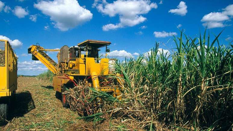 Cana cresce mais rápido do que outras fontes de biomassa, mas tem poder calorífico menor