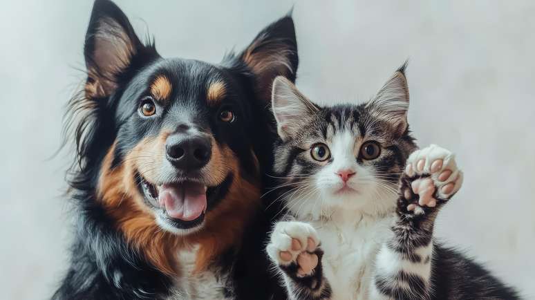 Entenda como funciona o Sistema de Cadastro Nacional de Animais Domésticos (SinPatinhas) 