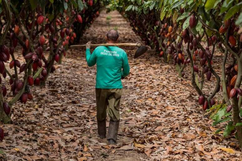 Fazenda Dedo de Deus é responsável por parcela da produção da Cacau Show