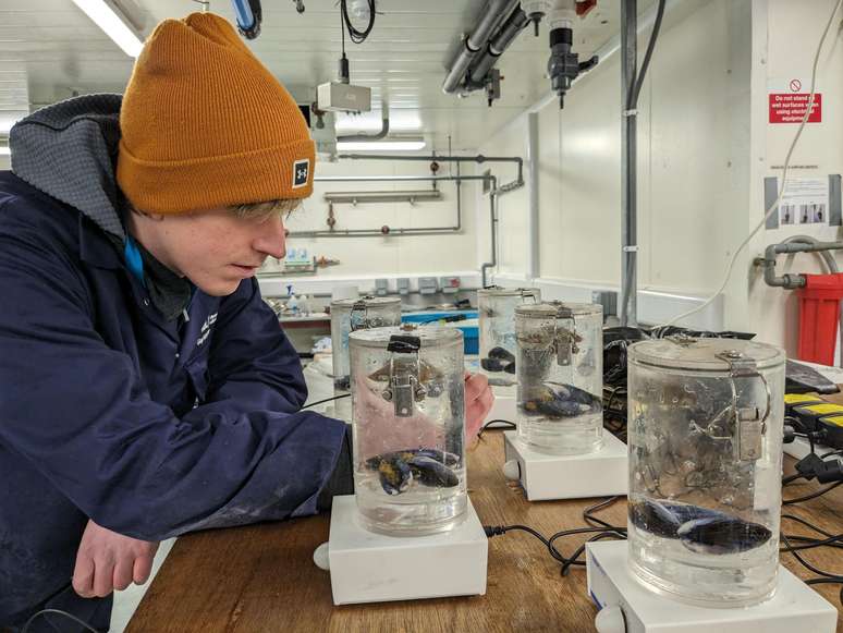 Guy Hooper, da Universidade de Exeter, está pesquisando o impacto da água do mar com baixo teor de carbono nas criaturas marinhas