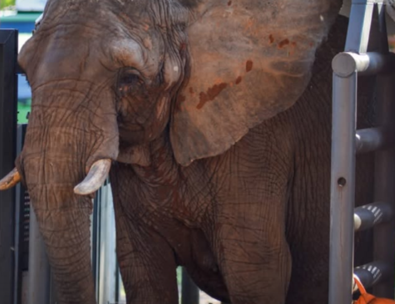 Elephant Pupy arrives at the Sanctuary in Brazil after a trip of over 2,000 km
