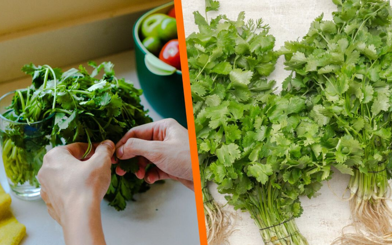 The trick that almost nobody knows to keep the coriander fresh for a maximum of one month