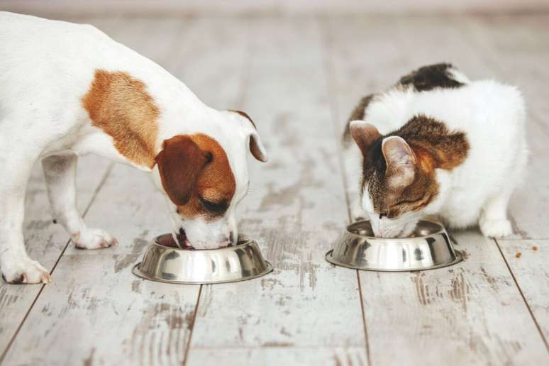 A dieta terapêutica dos animais deve ser mantida mesmo na Páscoa 