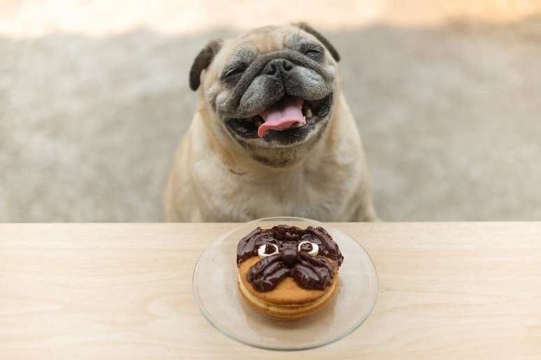 O chocolate possui substâncias tóxicas para cães e gatos