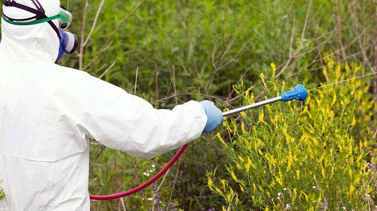 A ambrósia é uma fonte importante de alérgenos do pólen em muitas partes do mundo, que lutam para controlar a planta