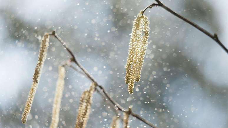 O aumento das temperaturas globais faz com que o pólen das plantas fique suspenso no ar em maior quantidade e por mais tempo, aumentando os casos de alergia