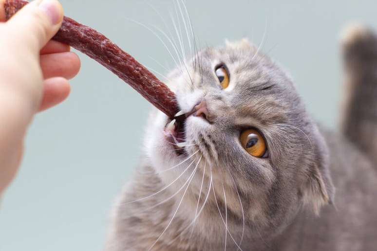 Oferecer petiscos ajuda a evitar que os pets comam alimentos impróprios 