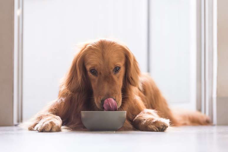 Alimentos gordurosos podem causar pancreatite nos animais 