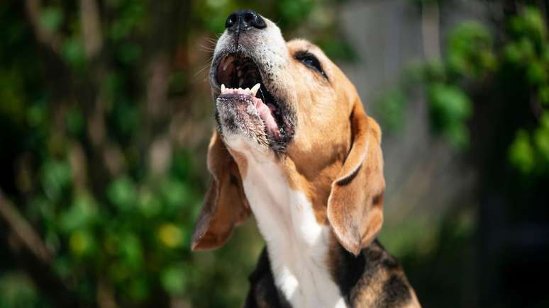 Dicas para ajudar seu cão a lidar com mudanças de rotina