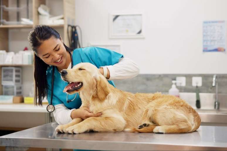 O microchip, do tamanho de um grão de arroz, é implantado sob a pele do animal 