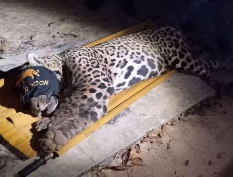 AQUIDAUANA MS METROPOLE ONÇA CAPTURADA 24-04-2025 A onça-pintada que atacou e matou o caseiro Jorge avalo no Pantanal foi capturada pela PMA (Policia Militar Ambiental) na madrugada desta quinta-feira (24). O felino de 94 quilos estv° sendo levado ao Cras (Centro de Reabilitação de Animais Silvestres), em Campo GrandeFOTO PMA Divulgação