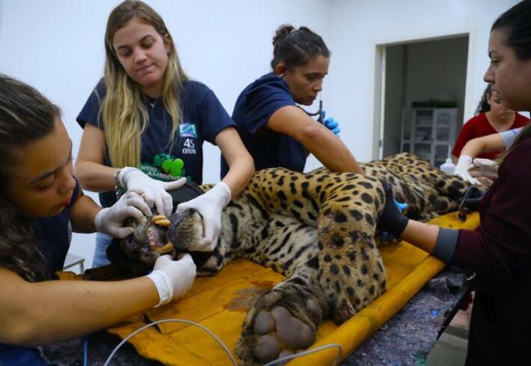 Onça-pintada que teria matado homem de 60 anos é manipulada em hospital veterinário, após ser capturada.