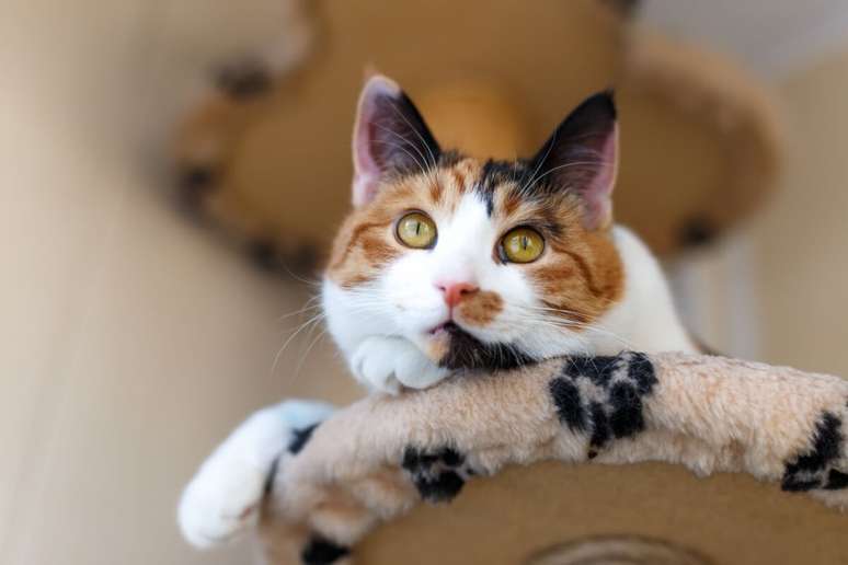Não existem dois gatos tricolores com a mesma combinação e distribuição de cores 
