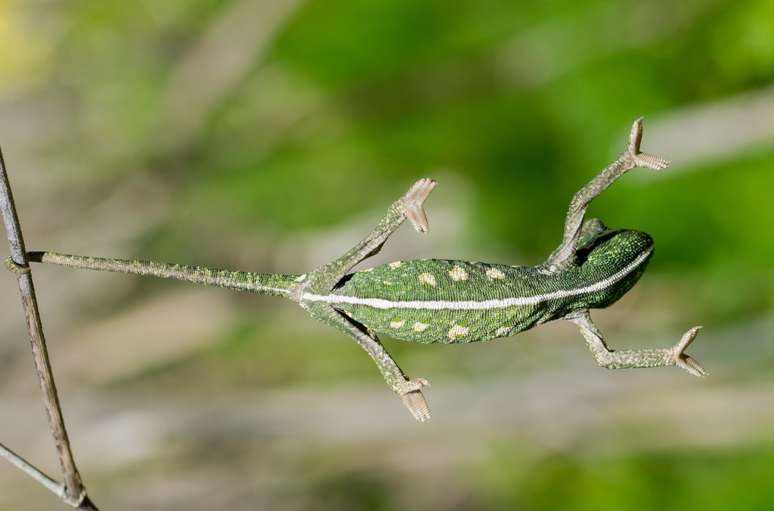 Imagem de um camaleão bebê pendurado em um galho, no meio da floresta. Camaleões são animas vertebrados.