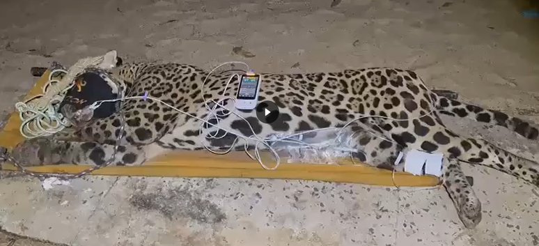 Polícia Ambiental captura onça-pintada apontada pela morte de caseiro no Pantanal