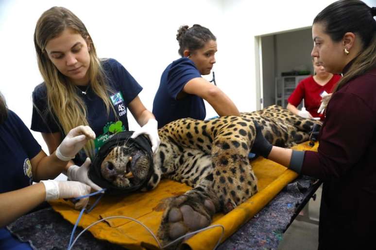 What will be done with the Jaguar who killed at home? Understand What will be done with the Jaguar who killed at home? Understand