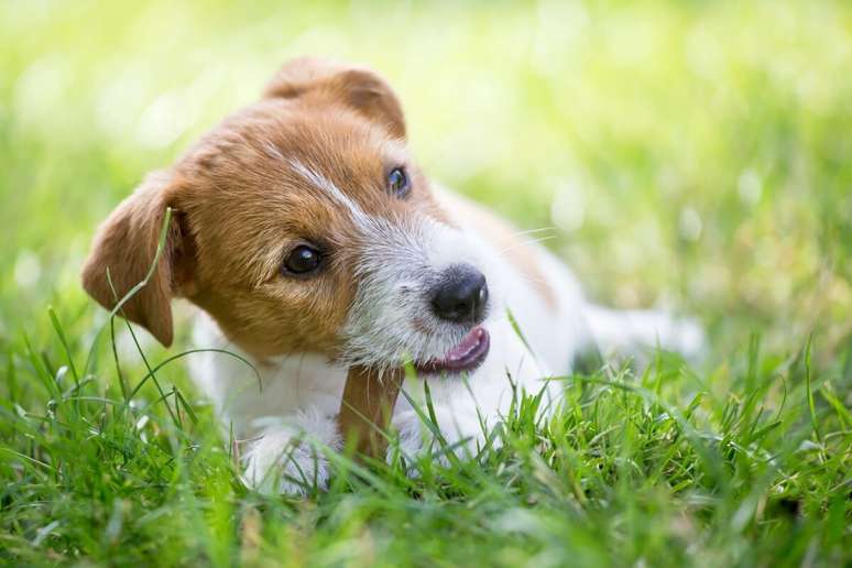 3 suggestions to offer pets to pets 3 suggestions to offer pets to pets