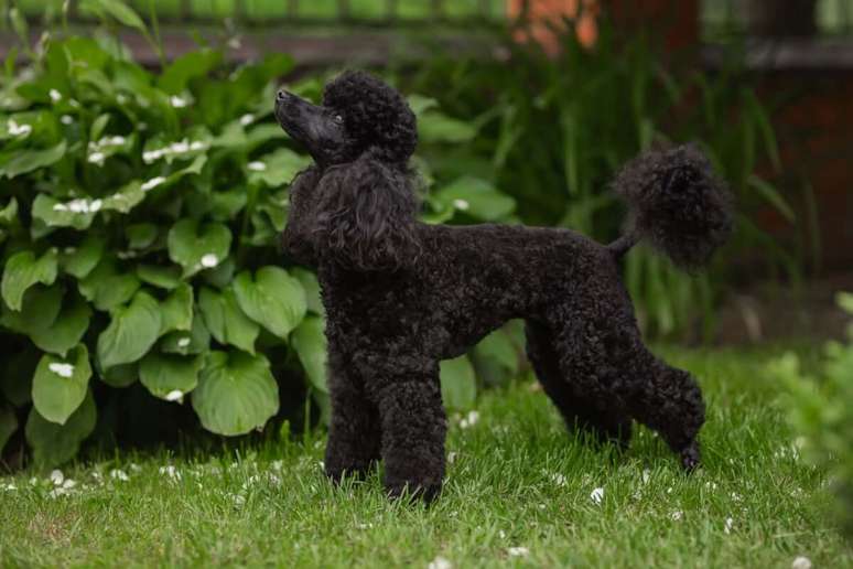 O poodle é extremamente inteligente e, com os devidos cuidados, pode viver até 16 anos 