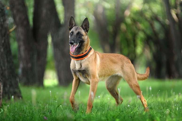 O pastor belga malinois é um cão resistente e com longa expectativa de vida 